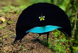 Most species have elaborate mating rituals, including highly ritualized mating dances. Across the family (Paradisaeidae), female preference is incredibly important in shaping the courtship behaviors of males and, in fact, drives the evolution of ornamental combinations of sound, color, and behavior. Have you ever witnessed birds-of-paradise mating dances?