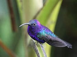 Costa's hummingbirds are not the only hummers with purple-hued heads. The violet sabrewing features brilliant colors including blues, greens, and magnificent purples on their chests, backs, and heads. To see violet sabrewings, you'll have to travel to Central America. Before today's survey, have you ever heard of violet sabrewings?
