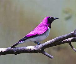 For a look at a truly purple starling, we turn to the male violet-backed starling. The male sports bright purple plumage on much of its body, including its head. The only member of the Cinnyricinclus genus, violet-backed starlings reside in sub-Saharan Africa. Are you familiar with violet-backed starlings?