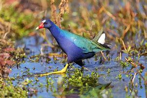 Purple gallinules live mostly in the wetlands of South America, the Caribbean, and Central America, though their range includes parts of the southeastern United States as well. The purple feathers of these birds stretch from their bellies up through their necks and heads, where they have bright yellow and red bills and a light blue forehead. Have you ever seen a purple gallinule?