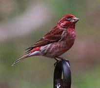 The purple finch's head is probably considered more pink than purple, but it's close enough to be included on this list. Purple finches and house finches are often confused with one another in North America, but purple finches have more color, described by Roger Tory Peterson as a 