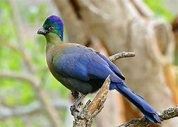 The purple-crested turaco is found in South Africa and neighboring countries in southern Africa. It's the national bird of the southeastern African Kingdom of Eswatini, formerly known as Swaziland. As its name suggests, it has a bright purple crest, but it also has a green stripe along the face, a red eye ring, and a yellow throat. Are you familiar with these colorful birds?