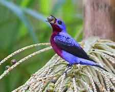 Head to the tropical forests of northeastern South America for any hope of a glimpse of a purple-breasted cotinga. Cotingas are a family of beautiful birds native to Central and South America that vary considerably, from small birds like fruiteaters up to larger umbrellabirds. Were you aware of purple-breasted cotingas before today's survey?
