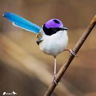 Endemic to Australia, the purple-crowned fairywren has a bold purple cap and aquamarine tail. It is one of 11 fairywren species, but it's bounced around a few classifications over time, having previously been listed in flycatcher and warbler families. It's also not to be confused with the purple-crowned fairy hummingbird. Would you like to see one of these fairywren in the wild?