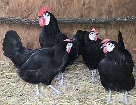 The white-faced Spanish chicken gets its name from its snow-white face. Like other Mediterranean chicken breeds, the Spanish is renowned for its superior flight capabilities. Therefore, keep that in mind if you decide to rear this bird. In contrast to its white face, the Spanish chicken has a solid black body with a beetle green sheen to its plumage. It is a remarkably striking bird, to say the least. It is also a prolific egg layer. Have you ever seen a white-faced Spanish chicken before today's survey?