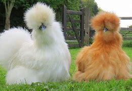 The Silkie almost looks like a plush toy and gets its name from its unique silky feathers. These birds are extremely friendly, and love being handled. Their fluffy, silky feathers, however, come with some disadvantages. For starters, they do not stick together, which means that the Silkie cannot fly. This makes the bird highly vulnerable to predators or bullying by larger birds. Additionally, they are not waterproof, meaning that Silkies cannot do well in wet climates. Have you ever seen a Silkie before?