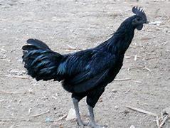 The Ayam Cemani is a unique breed and is one of the rarest chickens in the world. What makes this bird unique is that it comes in all black, including its meat and bones. This can be attributed to a condition known as fibromelanosis, which is characterized by the excess production of dark pigment. Interestingly, its eggs are cream-colored. As you can expect, these birds are not cheap owing to their rarity. If you are lucky, you can get a dozen Ayam Cemani hatching eggs for around $160 (US), while an unsexed chick costs around $50 (US). Are you familiar with these rare chickens?