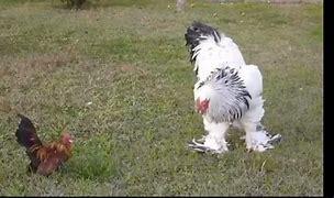 Brahmas rule the roost in any coop they find themselves in. Also known as the