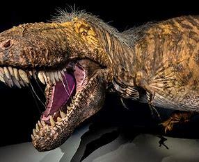 Tyrannosaurus Rex, or T-rex, is a ferocious, carnivorous dinosaur. In the popular movie Jurassic Park, T-rex appears as a scaly, featherless dinosaur, which is how people have always perceived the giant to look. In reality, T-Rex did have feathers. Scientists discovered feathered fossils of smaller tyrannosaurs like Dilong and Guanlong, which are close relatives of T-Rex. Additionally, fossils with preserved soft tissues like feathers were found in China. Furthermore, T-Rex is a theropod dinosaur, and theropods are known to have feathers, with modern birds evolving from small, flightless theropod dinosaurs. Did you know that T-Rex had feathers?