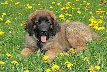 Bred from a combination of Saint Bernards, Newfoundlands, and Pyrenean Mountain Dogs, the Leonberger has inherited traits that make it not only beautiful but also kind and friendly. These dogs were originally bred in the 19th century in Leonberg, Germany. Breeders made them majestic, resembling lions, and royalty even favored these dogs. With a height ranging from approximately 28 to 31.5 inches and a weight between 110 to 170 pounds, these dogs make great family pets. Have you ever owned a Leonberger?