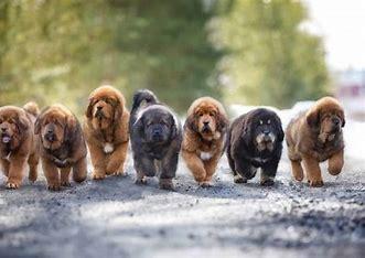 The Tibetan Mastiff is a strong and independent breed with an incredible history! Originally from the mountains in Tibet, people bred them to protect sheep and goats from wild animals. The Tibetan Mastiff stands at least 26 inches tall and weighs between 90 to 150 pounds. They're known for being very loyal and protective. Are you familiar with Tibetan Mastiffs?