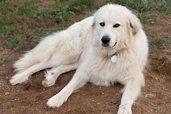 People bred the Great Pyrenees in the Pyrenees Mountains, which are located in Europe. These dogs are at least 27 inches tall and weigh between 100 and 160 pounds. They used to guard sheep in the mountains and are known for their protective instincts. However, despite their large size, they are calm, patient, and devoted family guardians. Before today's survey, were you aware of Great Pyrenees?