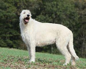 Irish Wolfhounds stand at least 32 inches tall and weigh between 140 to 180 pounds. Although they may look intimidating, these dogs are kind and friendly and make great cuddle buddies. Irish people bred them for hunting and guarding. Also, nobles and warriors highly valued Irish Wolfhounds for their courage and loyalty. Have you ever owned an Irish Wolfhound?