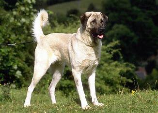 Anatolian Shepherds are big, strong dogs. People in Turkey bred them to protect sheep from wolves and other predators. Anatolian Shepherds have an extremely thick double coat, which can grow up to 6 inches long. This coat is essential for protecting them from the harsh weather in their native country. Also, their calm and collected nature makes them good guardians for families and farms. Before this survey, have you ever heard about Anatolian Shepherds?