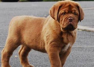 The Dogue de Bordeaux, or French Mastiff, is a muscular dog with males standing around 23.5 to 27 inches tall and weighing between 110 to 140 pounds. With roots in France, this breed was used for different tasks, including guarding, hunting, and pulling carts. These pups are characterized by their distinctive wrinkled face. Interesting fact: Dogues de Bordeaux have one of the largest heads of any dog breed, with their skulls weighing up to 20 pounds! Have you ever owned a French Mastiff?