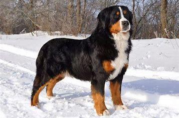 The Bernese Mountain Dog is a big, strong dog from Switzerland. The males stand around 25 to 27.5 inches tall at the shoulder and weigh between 80 to 115 pounds. It is known for its tricolor coat of black, white, and rust. These dogs are calm and great companions for children. The Bernese Mountain Dog is one of four breeds of Sennenhunds, a group of large, sturdy dogs with a long history in the Swiss Alps. The other three breeds are the Appenzeller Sennenhund, the Greater Swiss Mountain Dog, and the Entlebucher Mountain Dog. Have you ever owned a Bernese Mountain Dog?