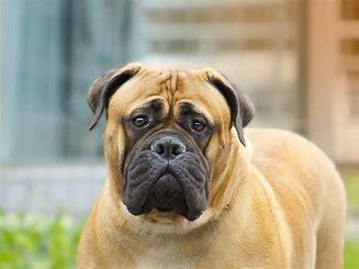 Bullmastiffs are the result of a cross between Bulldogs and Mastiffs, two breeds known for their strength and calm demeanor. People in England bred them to guard estates, and their powerful build reflects this purpose. Bullmastiffs are gentle, affectionate, and loving companions despite their intimidating size. Their loyalty and protective instincts make them exceptional guardians for families. Do you enjoy surveys about dogs?