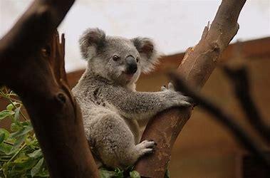 Which of these wildlife facts are you familiar with?