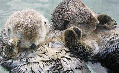 Which of these wildlife facts are you aware of?