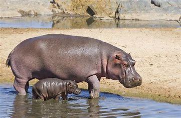 Which of these fauna facts have you heard before?