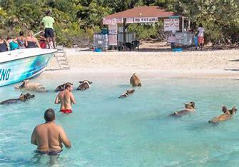 Swimming with Pigs