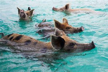 Pig Beach is reachable from Nassau via plane and/or boat. For $675 (American) per person, a full-day, all-inclusive tour transports passengers from Nassau to Staniel Cay by plane, where you'll continue your excursion via boat. The tour includes several stops and activities with the top activity being swimming with pigs and feeding them tour-provided food at Pig Beach. Would you be interested in visiting these world-famous pigs?