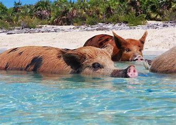 The Exuma pigs of Pig Island, Bahamas have been in their tropical paradise for years. Over 6.62 million people went swimming with these pigs in 2018 and the spectacle is slated to continue growing in popularity year-after-year with its social media virality skyrocketing. If you visited the pigs, would you want to swim with them?