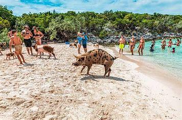 When the Exumas gained popularity with the rich and famous in the 1980s and '90s, the resident pigs were too smelly to stay. The solution was to move the pigs to the nearby island of Big Major Cay (later known as Pig Island) where they would boat the pigs' daily feed to them at the same time every day. Soon, the pigs picked up on the pattern; if they saw the boat, that meant their food was nearing. It wasn't long before the pigs began swimming to the boat to be the first ones fed. Now the pig farmers don't have to feed the pigs anymore, the tourists do that for them. There are now several other cays (islands) that host pigs for tourists to visit. Would you rather visit one of these less crowded cays to swim with the pigs?