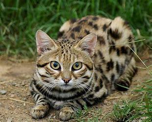 Black-Footed or Small Spotted Cat (Felis nigripes): This native to South Africa is the smallest wild cat on the entire continent. Known for having the highest hunting success rate among all cats, it was once referred to as the