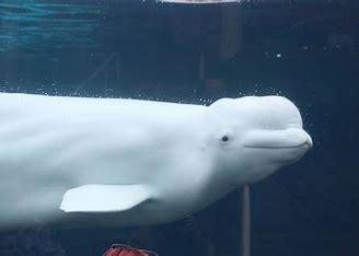 The pale whale rose to fame after being seen in Norwegian waters five years ago when he was spotted wearing a GoPro camera attached to a harness that read