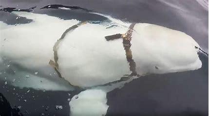 Hvaldimir first approached Norwegian boats in April 2019 near the island of Ingoya, about 415km (260 miles) from Murmansk, where Russia's Northern Fleet is based. The sighting attracted attention because belugas are rarely seen that far south of the high Arctic. Russia has a history of training marine mammals such as dolphins for military purposes, and the Barents Observer website has identified whale pens near naval bases in the north-west area of Murmansk. Do you feel that marine mammals are being exploited when they are used for military purposes?