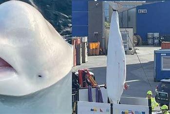 Norwegian police opened an investigation after two animal rights groups – One Whale and Noah - filed a complaint into the creature's death. One Whale founder Regina Haug said at the time she had seen