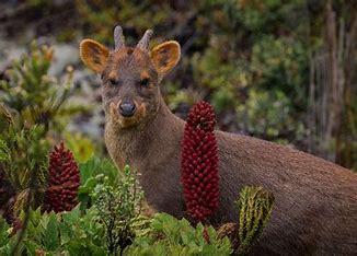 The southern pudu is slightly larger than the northern pudu. It has a stocky frame supported by short and slender legs. It is 32 to 44 cm (13 to 17 in) high at the shoulder and up to 85 cm (33 in) in length. Pudus normally weigh up to 12 kg (26 lb), but the highest recorded weight of a pudu is 13.4 kg (30 lb). Did you ever imagine a deer could be this small?
