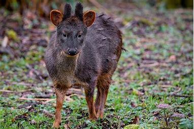 The pudú inhabits temperate rainforests in South America, where the dense underbrush and bamboo thickets offer protection from predators. The northern pudú is found in the northern Andes of Colombia, Venezuela, Ecuador, and Peru, from 2,000 to 4,000 m (6,600 to 13,100 ft) above sea level. The southern species is found in the slope of the southern Andes from sea level to 2,000 m (6,600 ft). Have you ever seen a pudu in the wild?