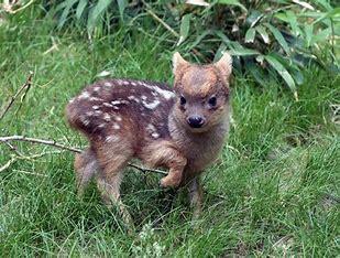 The pudú is a solitary animal whose behavior in the wild is largely unknown because of its secretive nature. Pudús are crepuscular, most active in the morning, late afternoon, and evening. Their home range generally extends about 16 to 25 ha (40 to 62 acres), much of which consists of crisscrossing pudú-trodden paths. Each pudú has its own home range, or territory. Did you find this pudu information interesting?