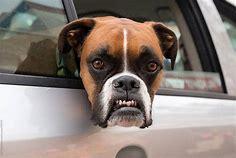 Boxers are medium-sized dog breeds with confident and energetic personalities. Originally bred as hunting dogs and military dogs, they have settled more into the family lifestyle. Despite their energetic nature, Boxers are not typically partial to water. They have a short, smooth coat that does not provide much insulation or protection against cold water. Hence, this dog breed can easily become chilled or uncomfortable. Like Pugs, they have a short snout, making it difficult to breathe while swimming. Were you aware that Boxers are not fond of water?