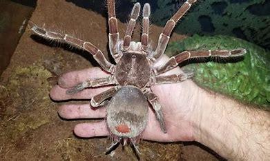 The Goliath Birdeater inhabit rainforests in Northern South America from Venezuela, French Guiana and south into Brazil – and most notably they live in deep burrows in the ground. They are nocturnal and are often found in upland marshy or swampy regions. Thankfully, they're relatively harmless, and they don't eat as many birds as their name or reputation suggests, preferring to diet on insects, worms, frogs and rodents. If faced with a spider the size of a dinner plate, with an abdomen like a brown, furry tennis ball and fangs as long as your little toe, would you get excited?