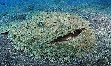 The oddly named tasselled wobbegong is a flat, seafloor-dwelling shark that effortlessly blends into its surroundings on coral reefs, waiting for unsuspecting prey to swim by. Tasselled wobbegongs get their name from Australian Aboriginal language. The name is believed to mean either