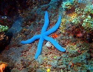 Which of these sea star facts are you in the know about?