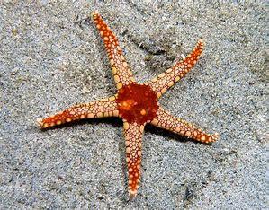 There are thousands of sea star species. Which of these facts are you familiar with?