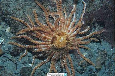 While many people are most familiar with the five-armed species of sea stars, not all sea stars have just five arms. Some species have many more, such as the sun star, which can have up to 40 arms. Before today's survey, had you heard about sun stars with up to 40 arms?