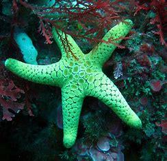 Which of these sea star facts are you well informed about?