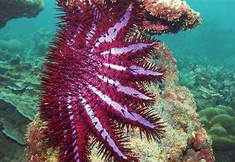 Which of these sea star facts are you up to date with?