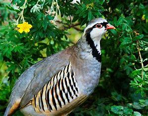 Partridges are not found in pear trees. They're ground birds. But thanks to that repetitious lyric in