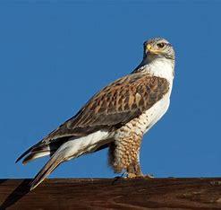 America's Most Fearsome Birds Prey, part two | Tellwut.com