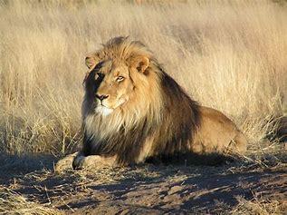 Lions are often called the kings of the animal kingdom, and for good reason. In the vast savannas of Africa, these powerful predators face little to no threats from other animals with the exception of other lions. While hyenas and wild dogs may challenge them, lions are at the top of the food chain, ruling their territory with strength, speed, and teamwork. Their size and social structure make them the apex predators in their domain. Are you concerned that African lions are vulnerable to extinction due to habitat loss, human-wildlife conflict, and hunting?
