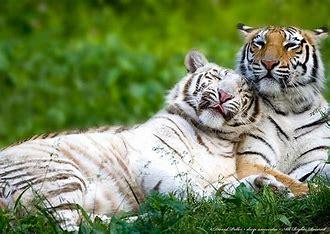 In the dense forests of Asia, tigers are unrivaled. These majestic cats possess immense strength, agility, and stealth, allowing them to hunt everything from deer to wild boar. While they may occasionally face threats from other tigers, especially over territory, tigers have no natural predators. Their size and hunting prowess make them the dominant force in their environment. While there is only one species of tigers, did you know that there are nine distinct subspecies or types of tigers?