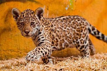 Jaguars are the top predators in the rainforests of Central and South America. Known for their stealth and power, these big cats are capable of taking down prey much larger than themselves, including caimans and capybaras. Their powerful jaws allow them to crush the skulls of their victims, and their elusive nature makes them nearly untouchable. Before today's survey, were you aware that jaguars are the apex animals in their native habitats?