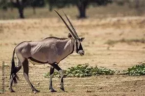 Some Most Colorful Mammals in World, part six | Tellwut.com