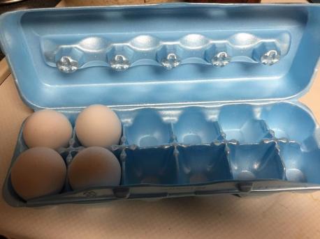 Egg Organization